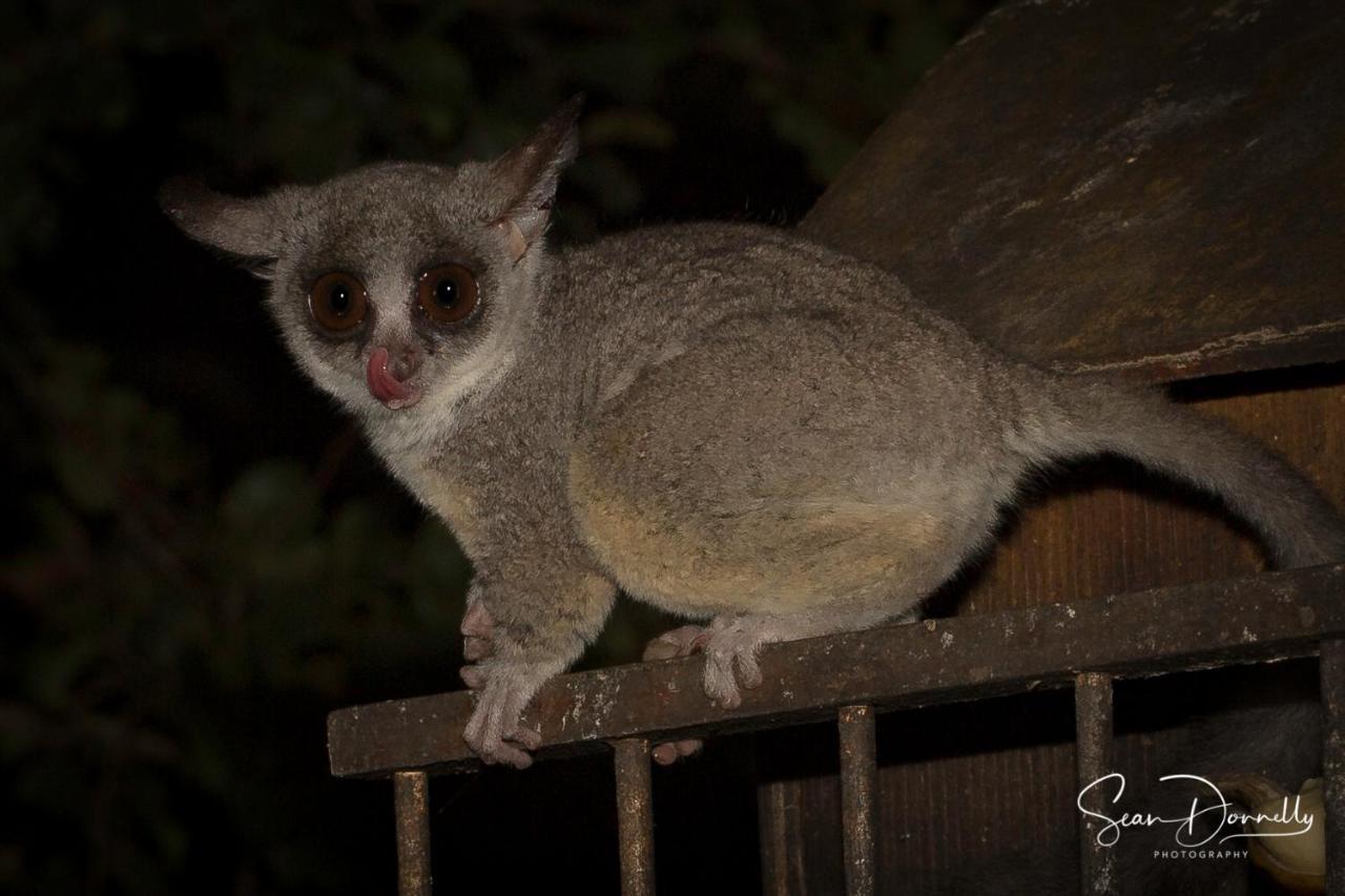 Ubuntu Bed&Breakfast Marloth Park Bagian luar foto